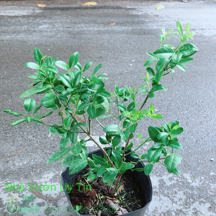 Cây Chanh Kép