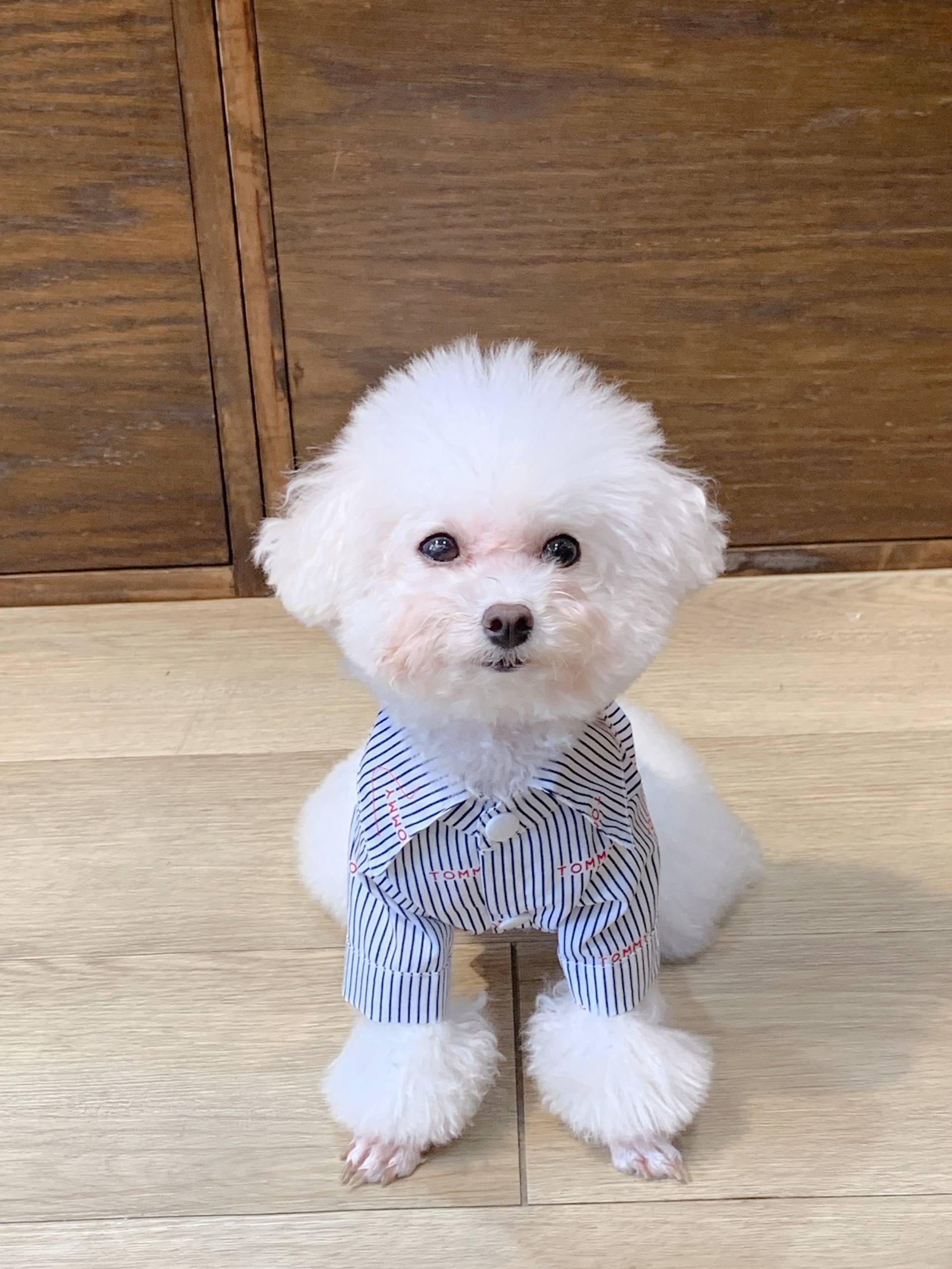 Sơ mi cho chó mèo thú cưng yudog