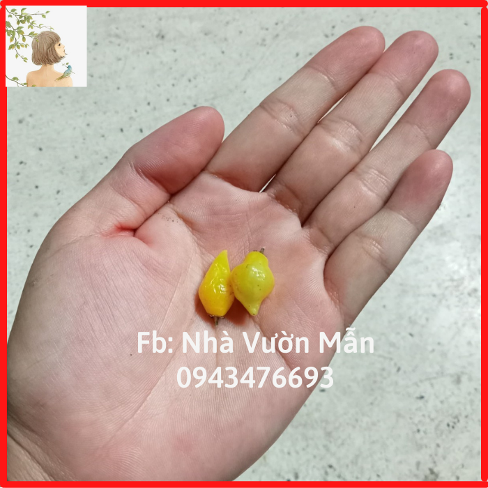 5 Hạt Ớt Biquinho Yellow