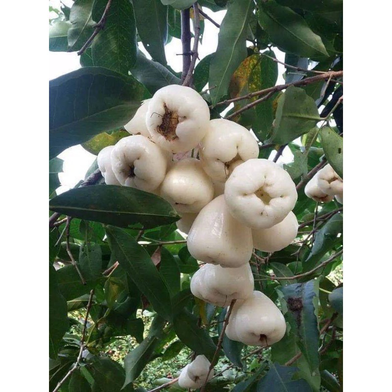 Cây Mận Trắng Sữa (siêu sớm)(CÂY GIỐNG NGỌC HIẾU)