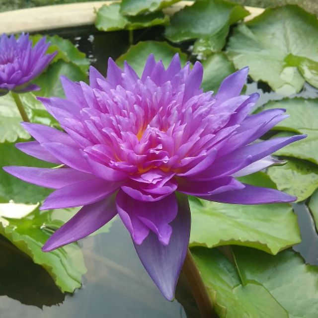 CÂY HOA SÚNG THÁI king of  siam