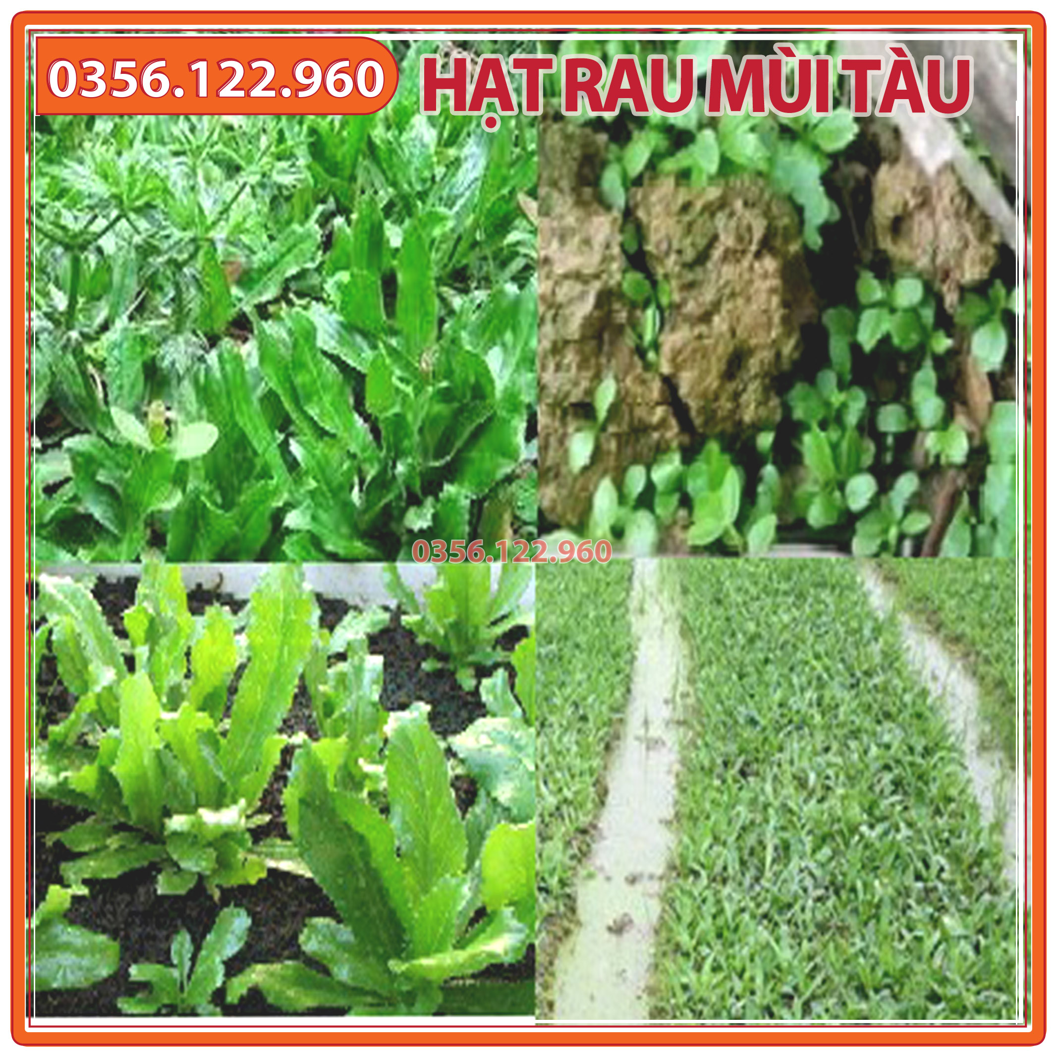 5gr Hạt giống rau ngò gai (mùi tàu, ngò tây, răng cưa)