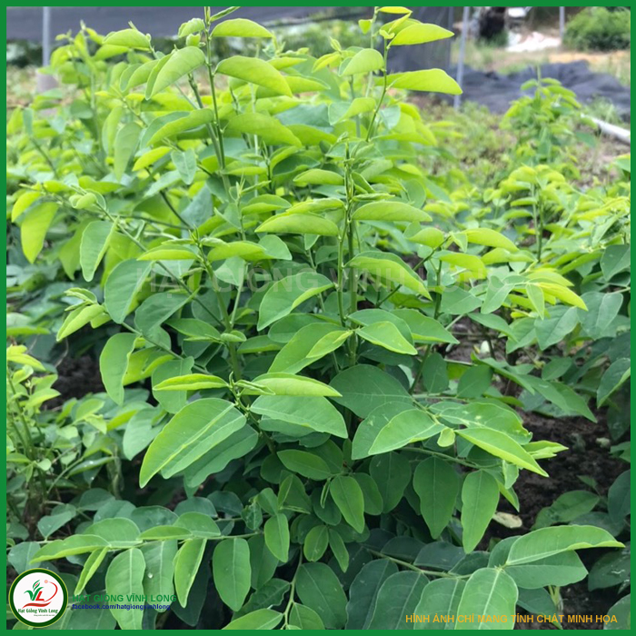Hạt giống rau Bồ ngót RD 621 - 1g