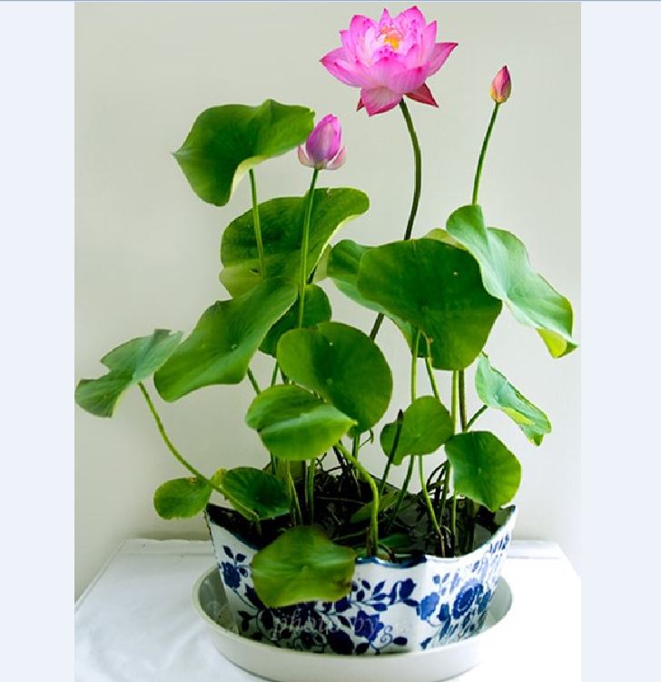 Hạt giống sen mini nhật mix màu - ( 1 gói 5 hạt )