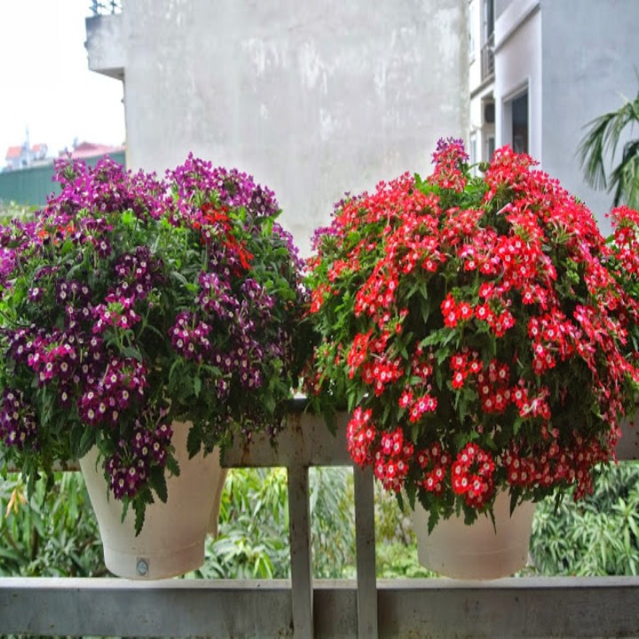 Hạt Giống Hoa Cúc Indo ( Cúc Vân Anh ) 50 Hạt