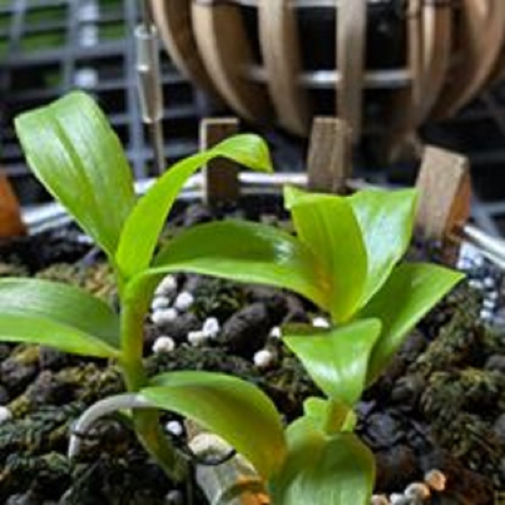Hoa lan - trầm rừng myamar(cao 20cm, bộ rễ khỏe)