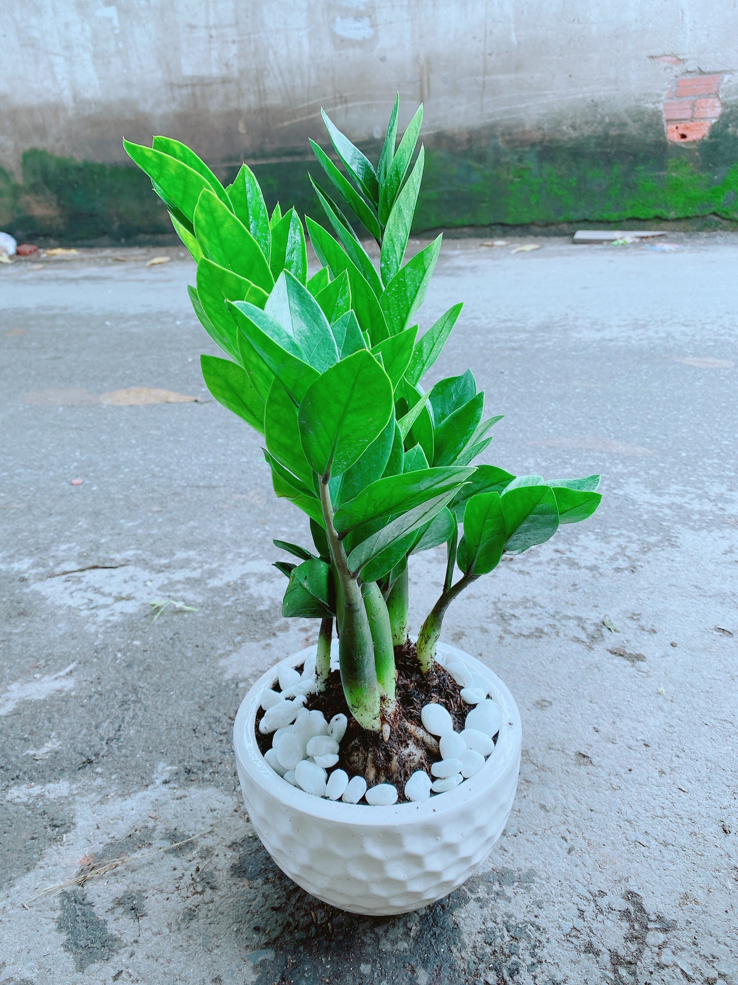 [HCM]Chậu Kim Tiền