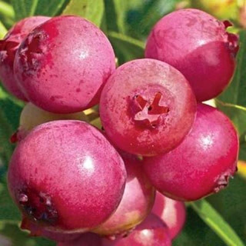 "Gói  30"Hạt giống việt quất đỏ [Seeds]