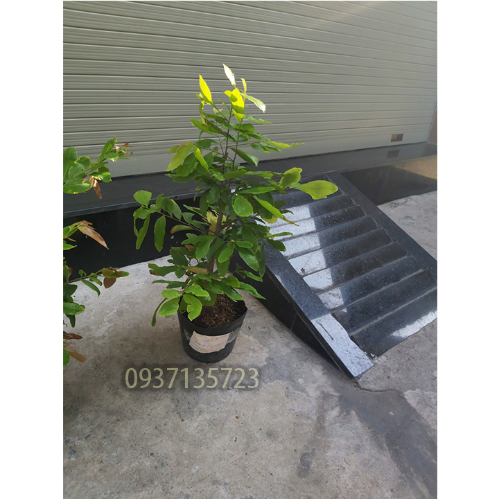 [HCM]cây mai vàng cây  trung ( mai giảo từ 6-12 cánh )