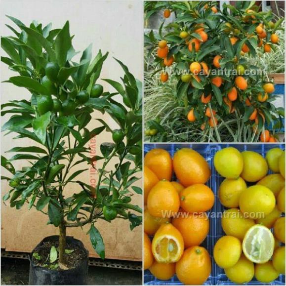 [FREESHIP - Xả Khô Máu] Giống cây quýt ngọt thái lan