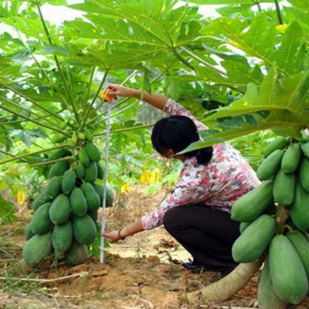 Cây giống đu đủ lùn đài loan