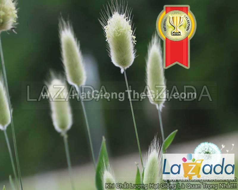 100h Hạt Giống Cỏ Đuôi Thỏ (C6.202| -KD: B19*V51*M006)