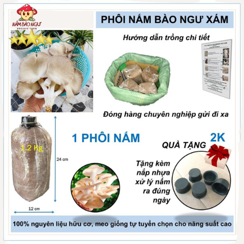Combo 5 phôi nấm bào ngư từ trại giống (1.1~1.2kg/phôi)