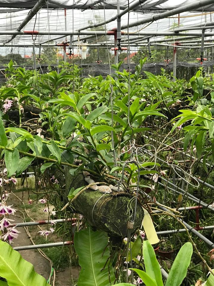 5 bộ béc tưới phun sương 5 đầu