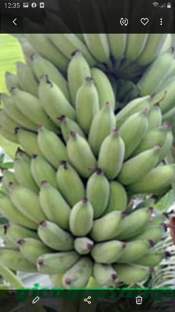 Cây chuối con