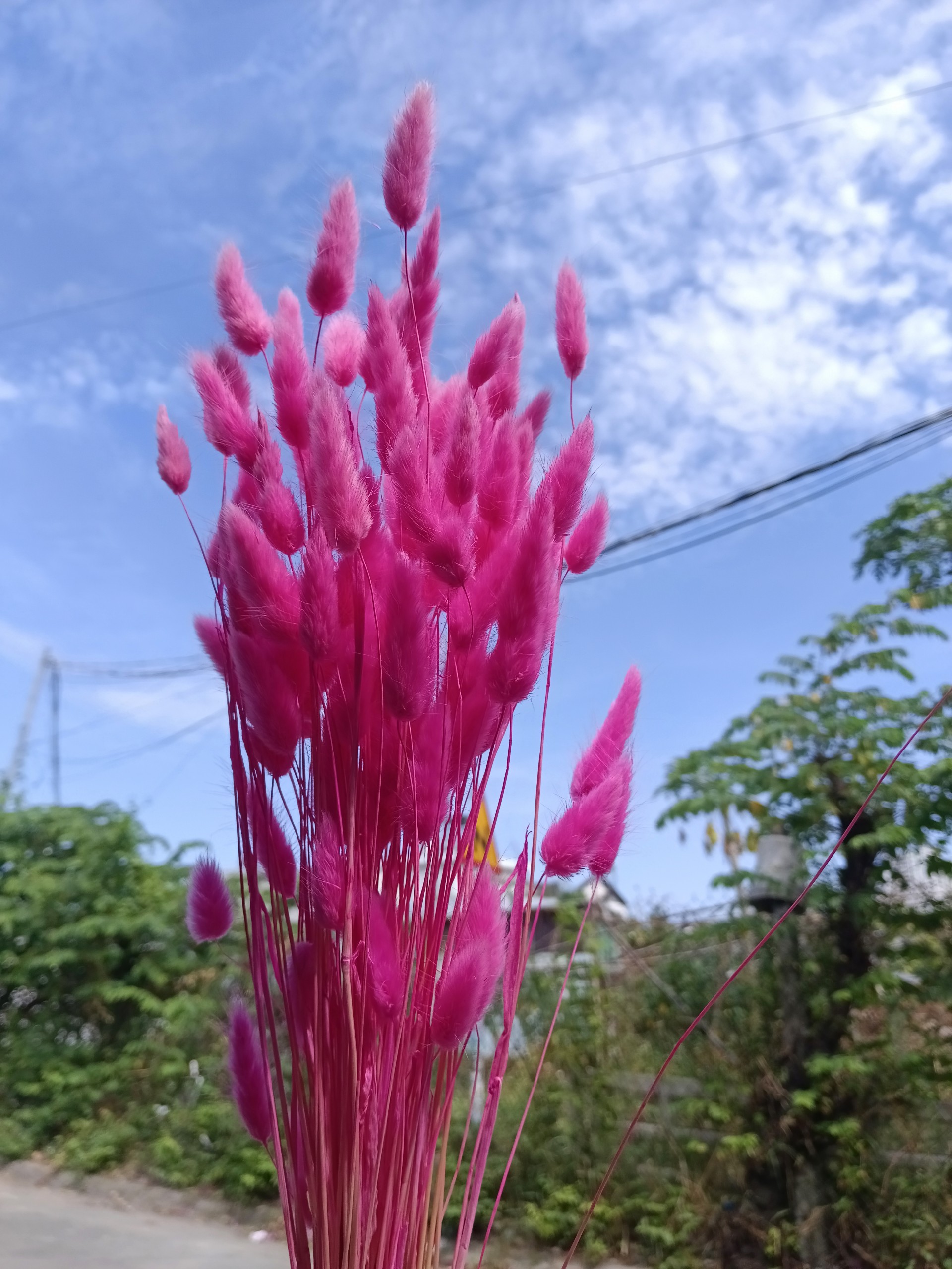 hoa khô - cỏ đuôi thỏ ( 5 bông )