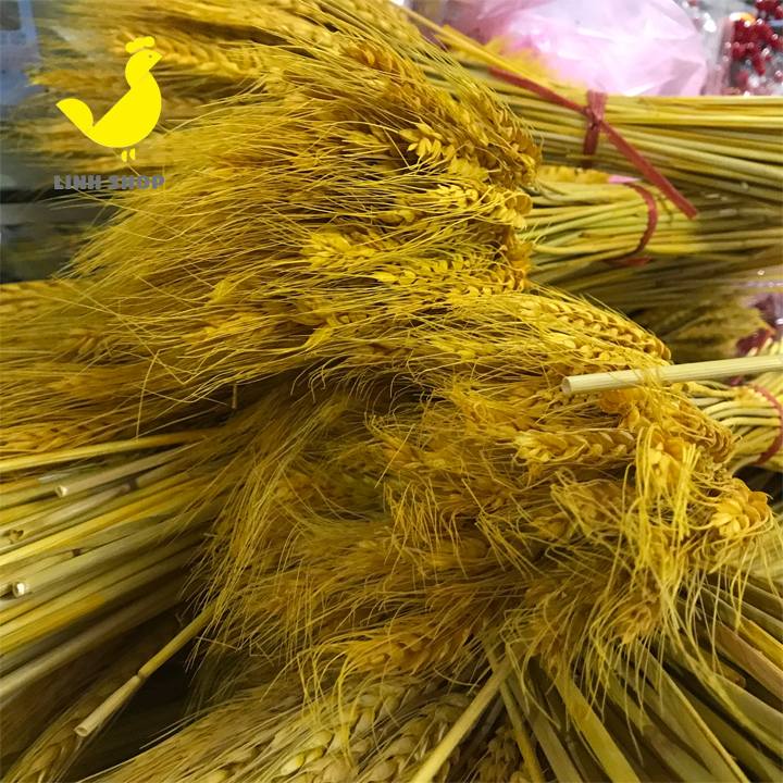 Bông lúa mạch vàng -  trang trí