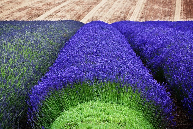 "Gói 100 Hạt " Hạt giống hoa Oải Hương ( Hoa Lavender )