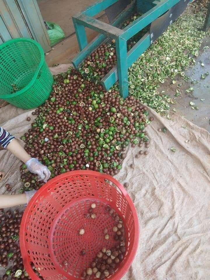 mắc ca daklak sấy thơm ngon dòn béo 500g