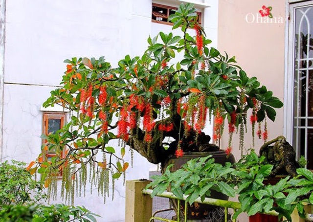 Cây lộc vừng giống lá nhỏ
