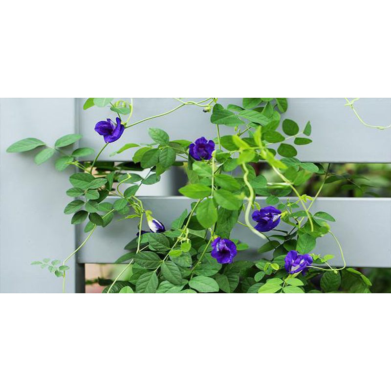 Hạt giống hoa đậu biếc 30 hạt (tặng kèm kích mầm phân bón)