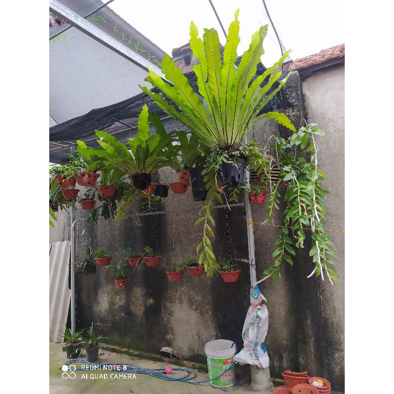 [Viện Nghiên Cứu Di Chuyền Nông Nghiệp] tổ quạ, lan phi điệp
