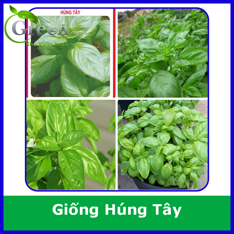 Hạt Giống Rau Húng Tây Basil Italy (Quế Tây) Lá To, Dễ Trồng, Nhanh Thu Hoạch (2 Gam ~ 7000 hạt)