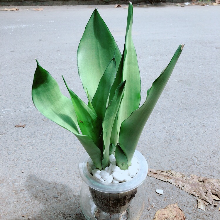 Chậu lưỡi hổ bạc trồng thuỷ canh