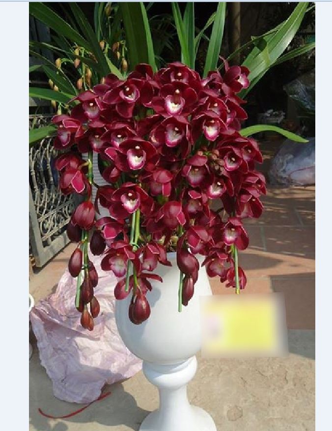 Củ giống hoa địa lan santo hoa tím - 1 củ