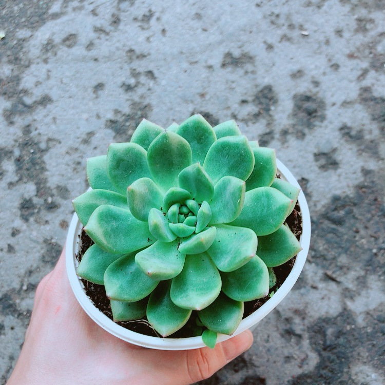 Chậu Sen Đá Bánh Bao Xanh