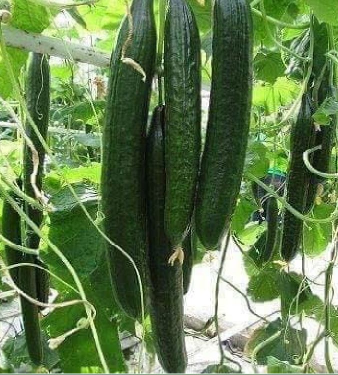 Hạt giống dưa chuột kiếm dài Nhật - ( 1 gói 10 hạt )