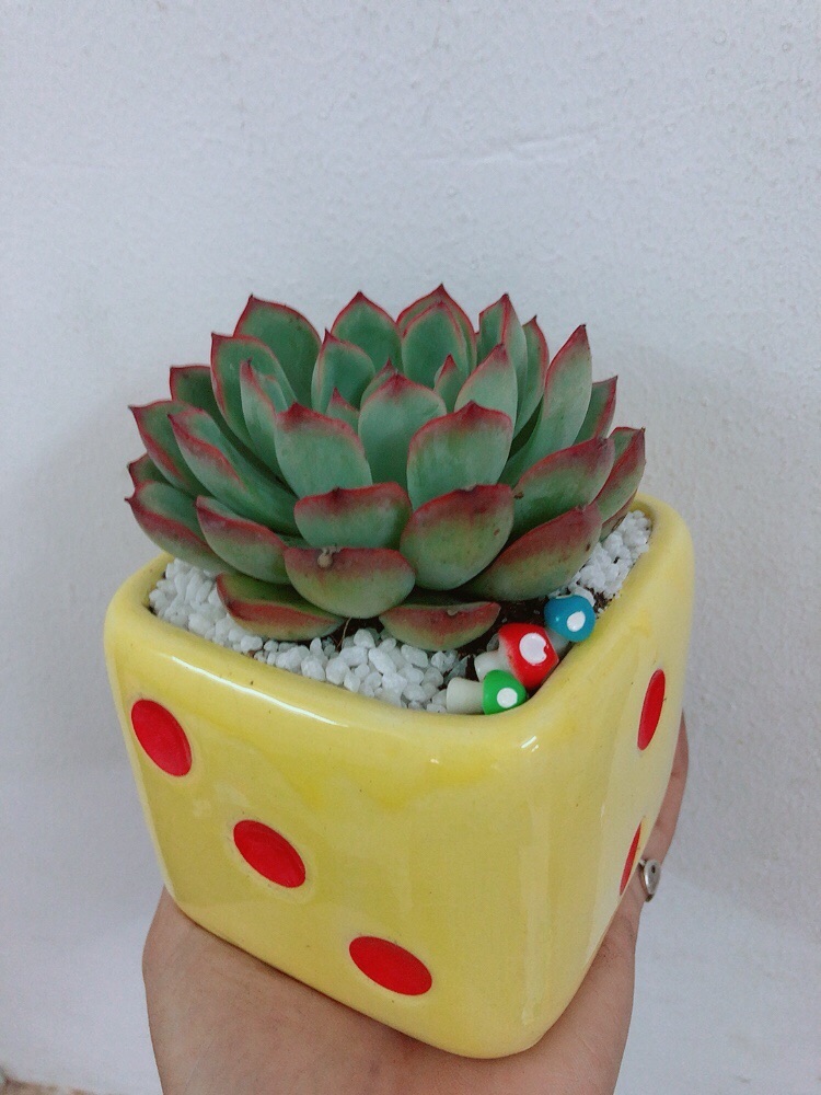 Chậu sen viền hồng