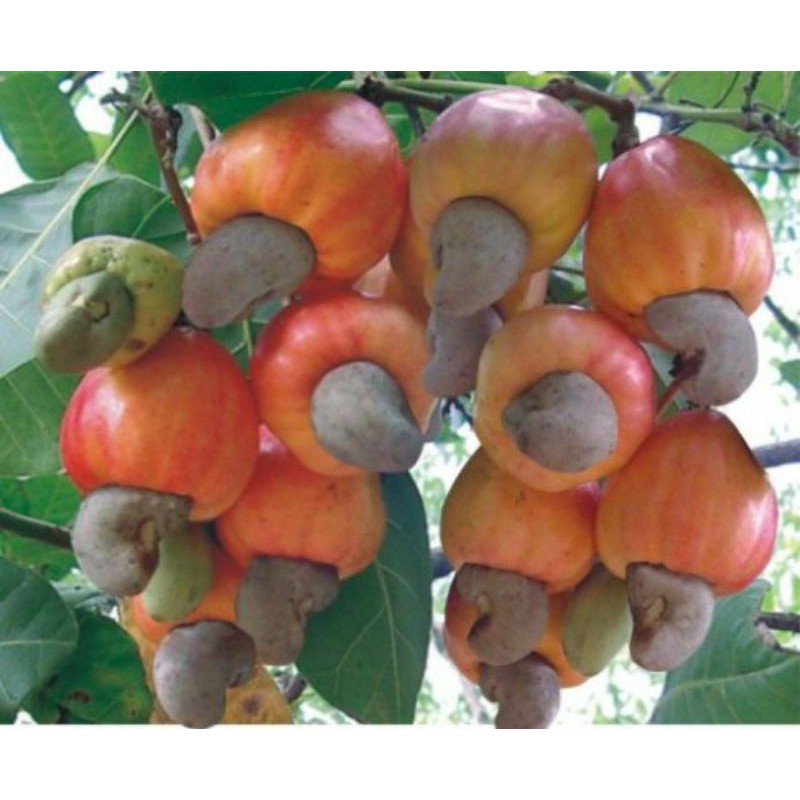 CÂY GIỐNG ĐIỀU ĐỎ (cây giống có bảo hành )