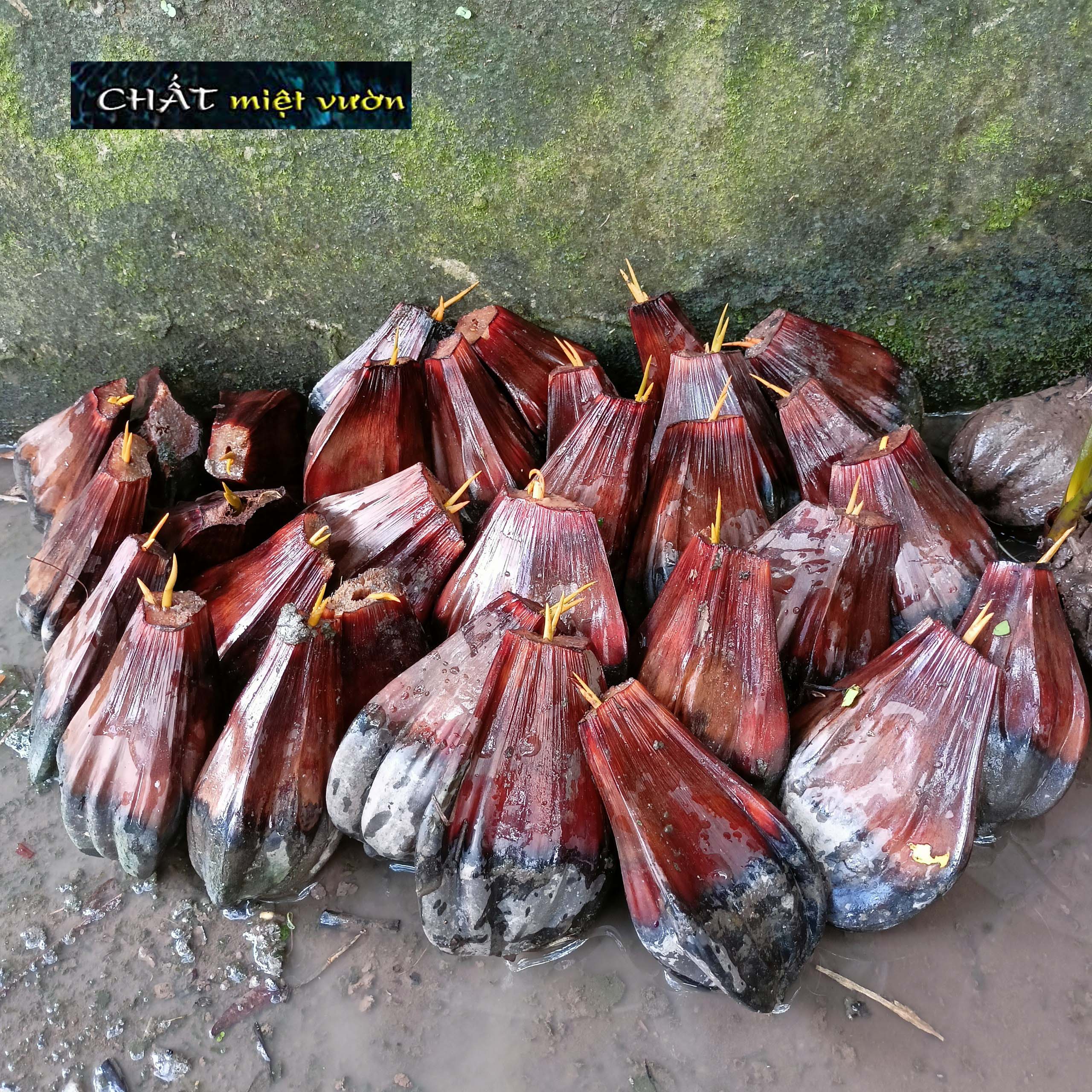 Cây dừa nước giống siêu quả - cây nhỏ