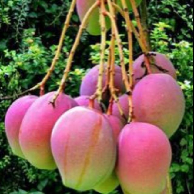 CÂY GIỐNG XOÀI ÚC SIÊU QUẢ- CAM KÊT GIỐNG CHUẨN F1