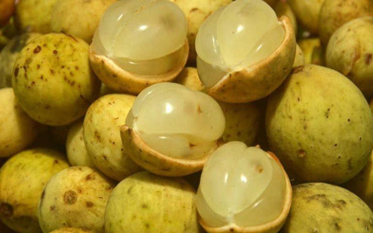cây giống bòn bon thái lan