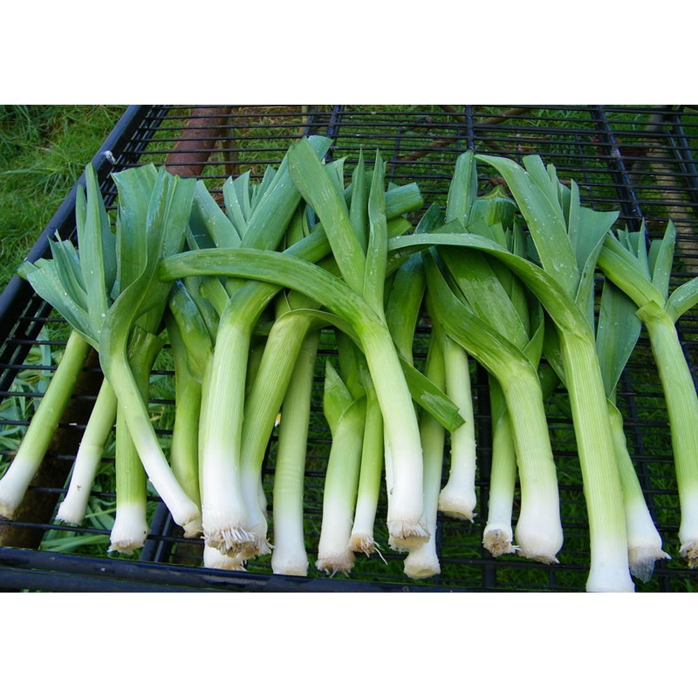Hạt giống tỏi tây -1gr