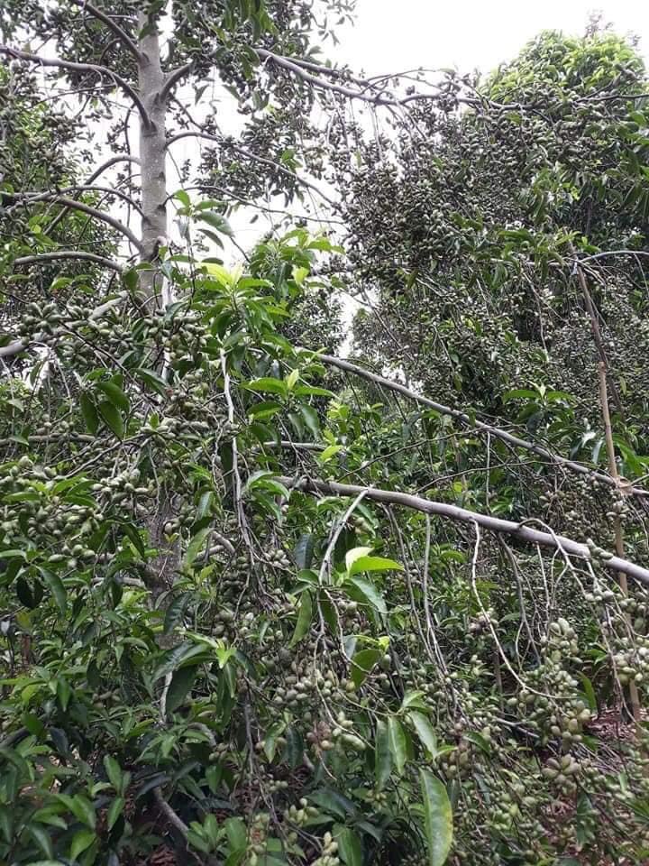 cây dổi giống chuẩn