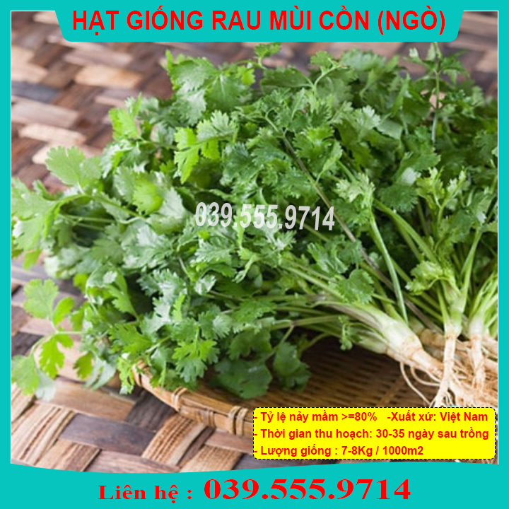 Hạt giống rau mùi mùi cồn gói 20gram