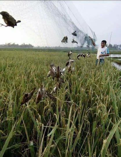 lưới 7 phân 60m bẫy cu tiểu, cò két , rẽ giun, quốc , bip...