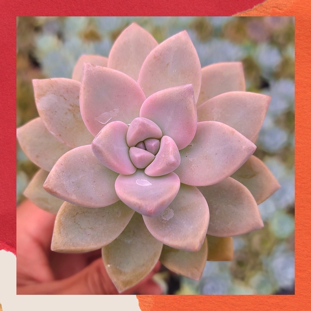 SEN ĐÁ PINK GEM CỔ THỤ ĐÀ LẠT SIZE BÉ  HƯ 1 ĐỔI 1  SIÊU CUTE