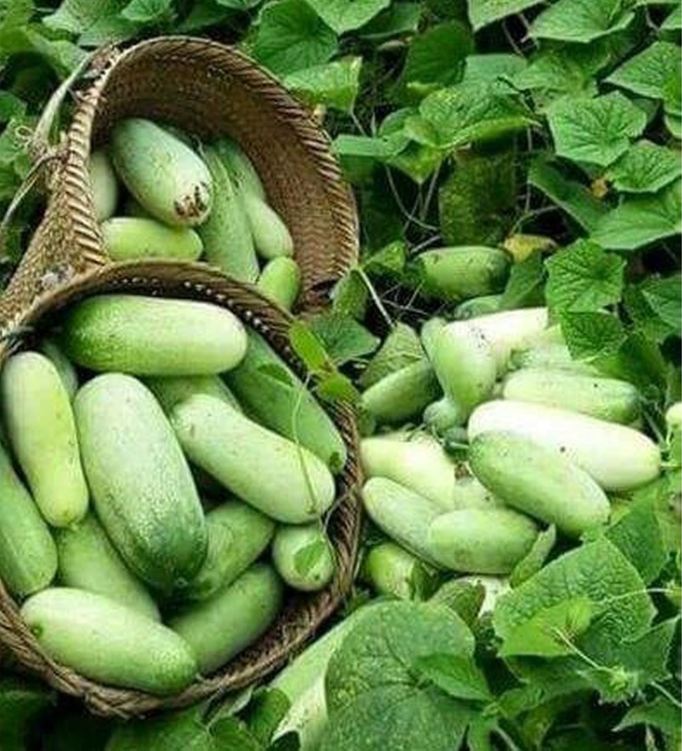 Hạt giống dưa chuột mèo - Gói 100gram