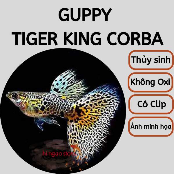 Guppy Tiger King Corba - Trang trí hồ Cá Bảy Màu | Hingaostore.