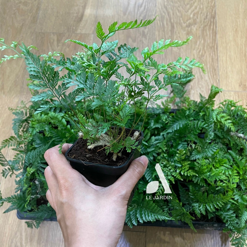 Dương xỉ Davallia - set bình terrarium, gắn lũa, đá hồ bán cạn
