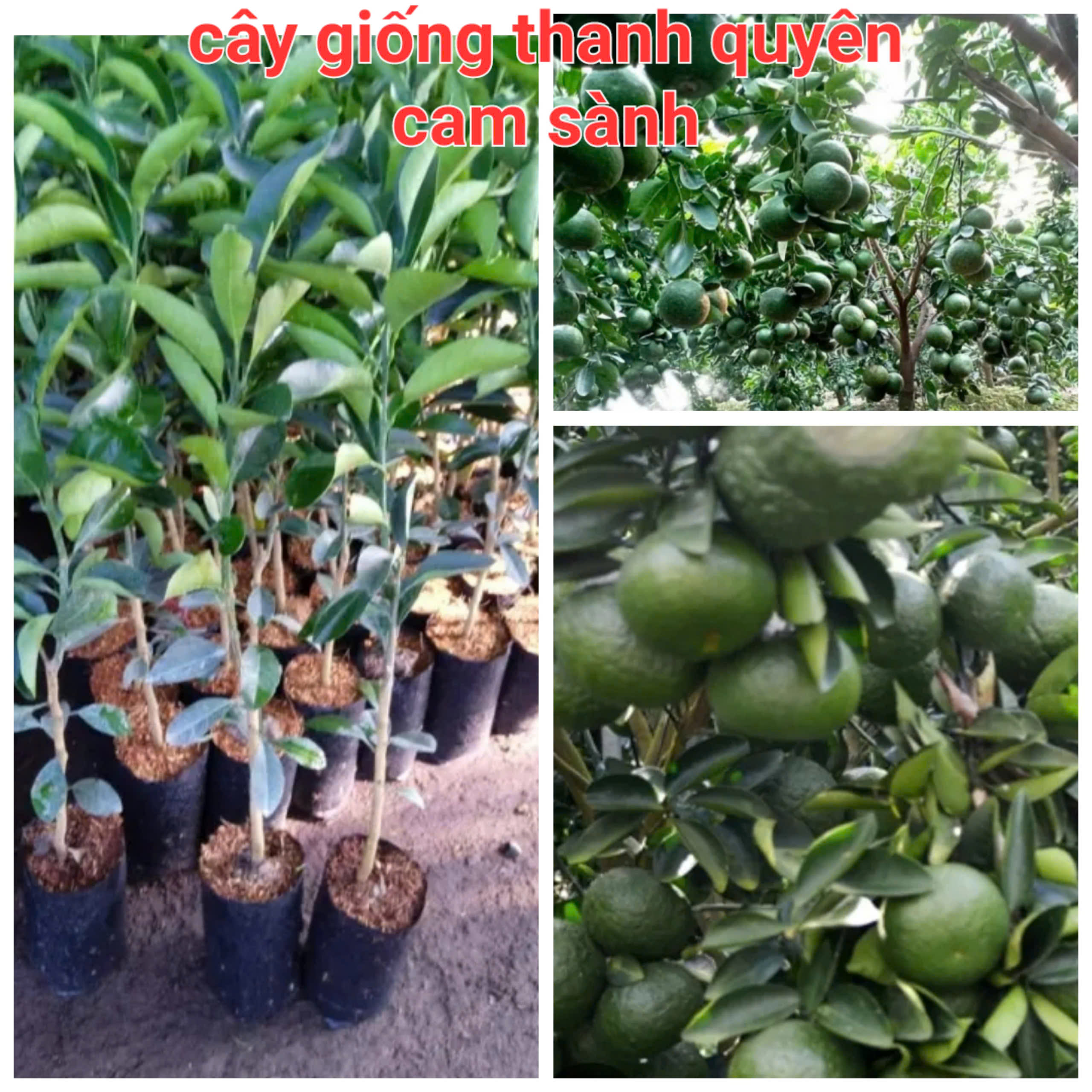 CÂY GIỐNG CAM SÀNH, CAM KẾT CHUẨN GIỐNG 100%