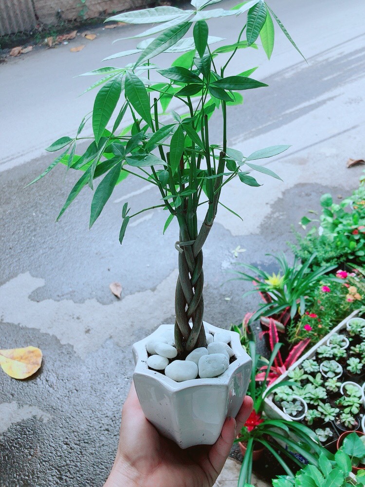 Chậu Kim Ngân Thắt Bính Mini