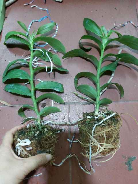 Trầm rồng đỏ