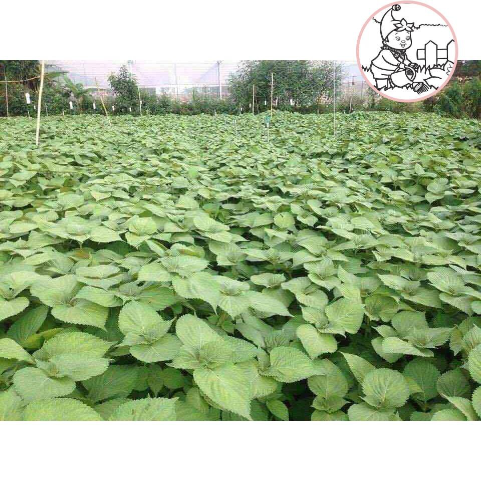 Hạt giống lá mè hàn quốc rau thơm mè - gói 1 gram