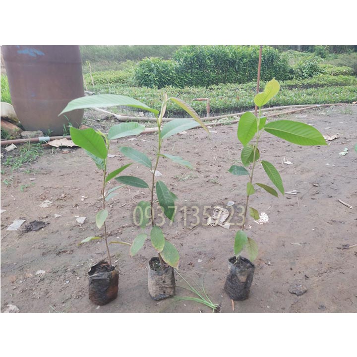 [HCM]COMBO 5 CÂY DẦU -CÂY GIỐNG