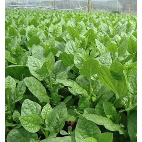 [Siêu Sale] 500 Hạt Giống Rau Mồng Tơi - gói 50gr